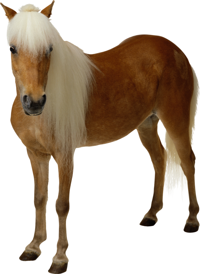  horse-clipart-background-brown-picture-transparent